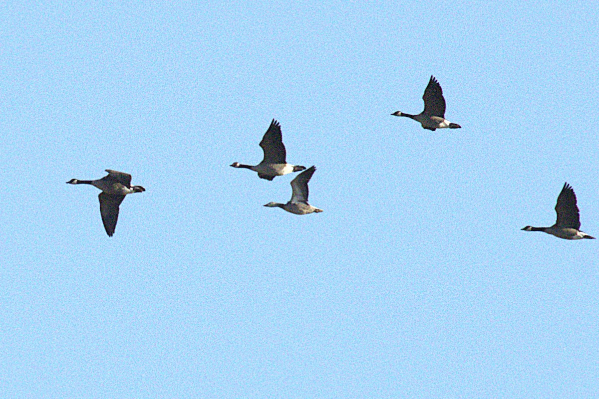 Snow Goose - ML644880975