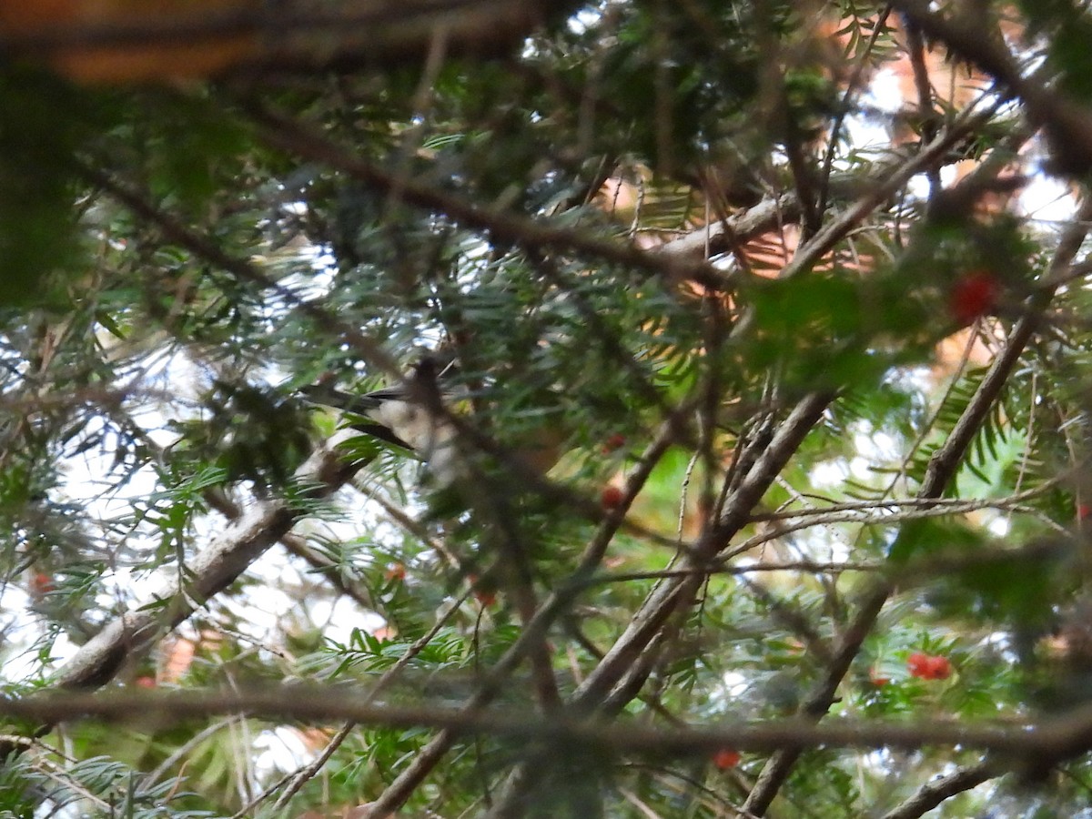 Bay-breasted Warbler - ML644880976