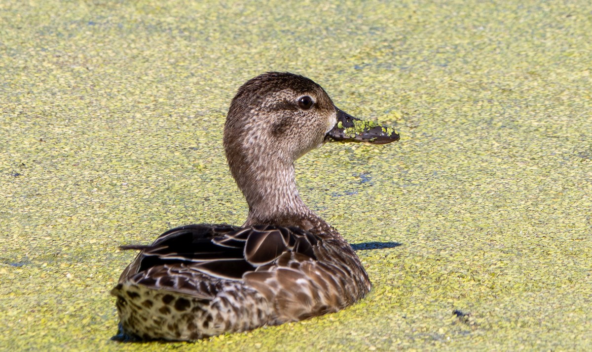 Синекрылый чирок - ML644880979
