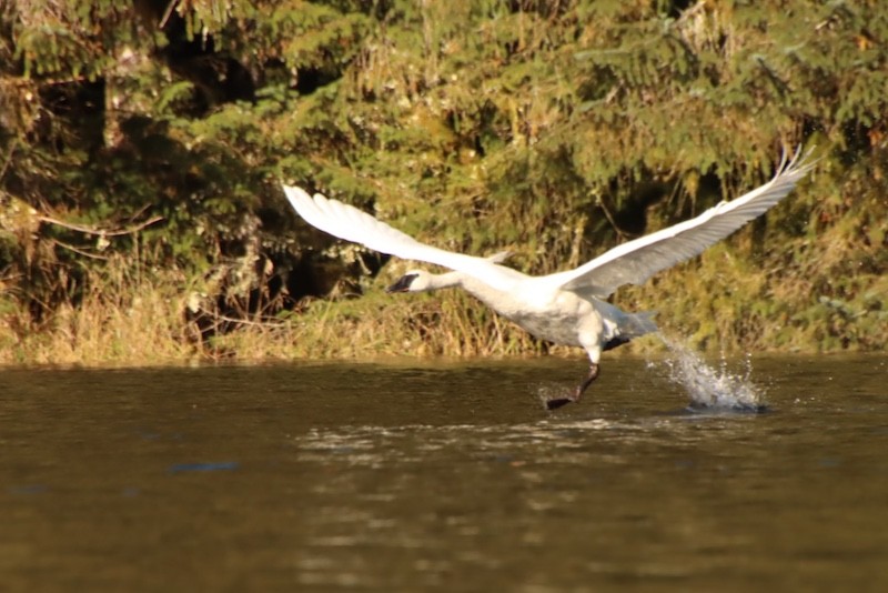 Trumpeter Swan - ML644880988