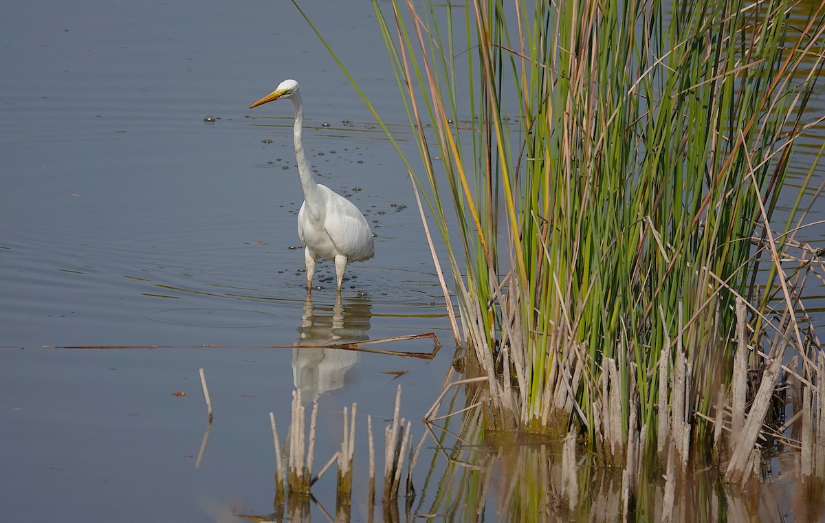 Great Egret - ML644880992