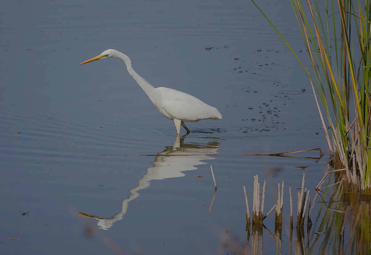 Great Egret - ML644880993