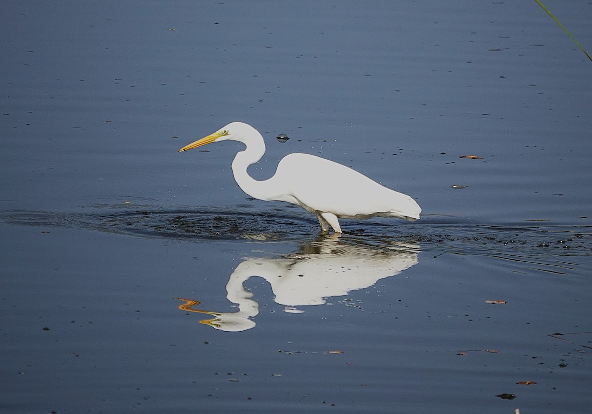 Great Egret - ML644880994