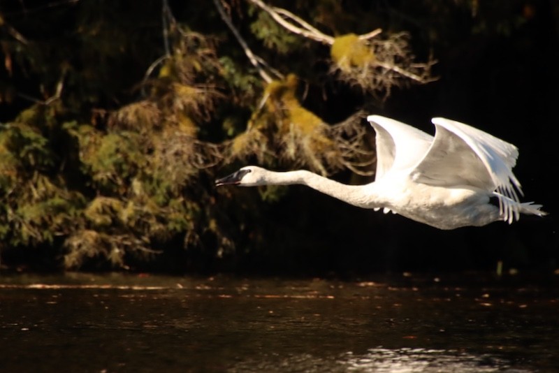 Trumpeter Swan - ML644880999