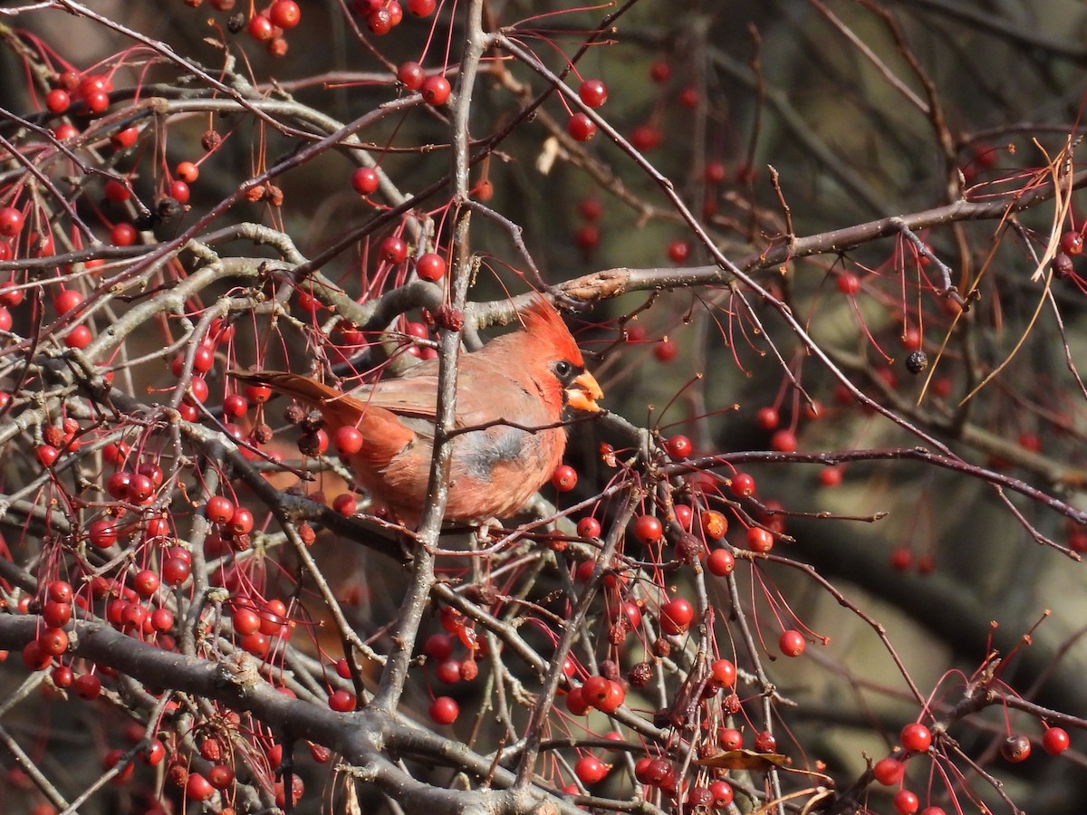 Northern Cardinal - ML644881001