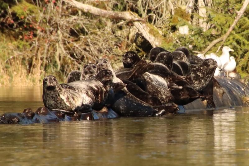 Mammals - ML644881004