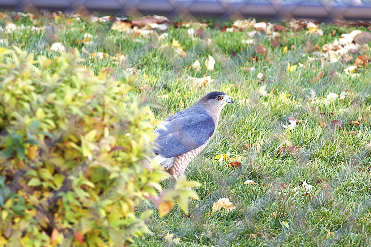 Cooper's Hawk - ML644881005