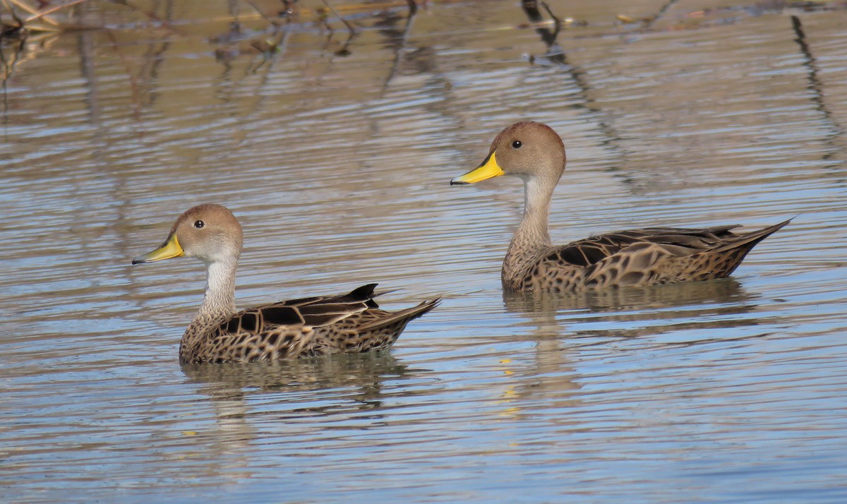 Шилохвіст жовтодзьобий - ML644881014