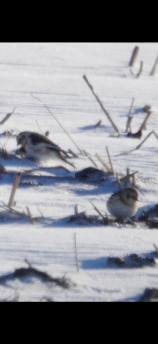 Snow Bunting - ML644881016