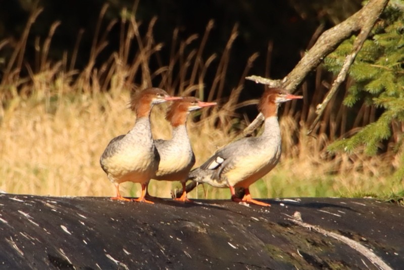 Common Merganser - ML644881017