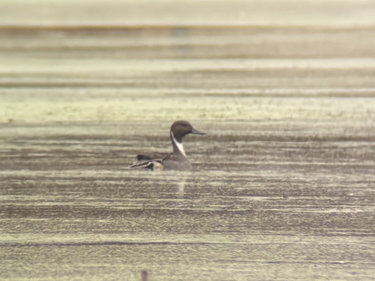 Northern Pintail - ML644881019