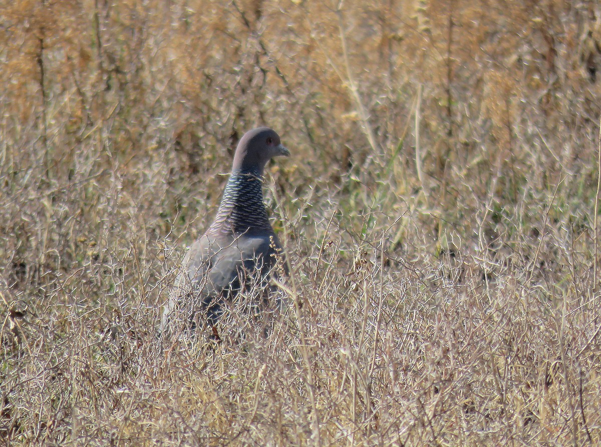 アカメバト - ML644881020