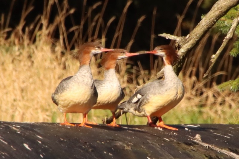 Common Merganser - ML644881022