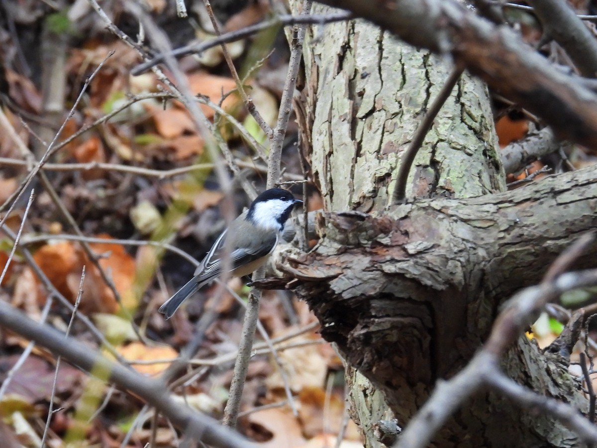 Black-capped Chickadee - ML644881026