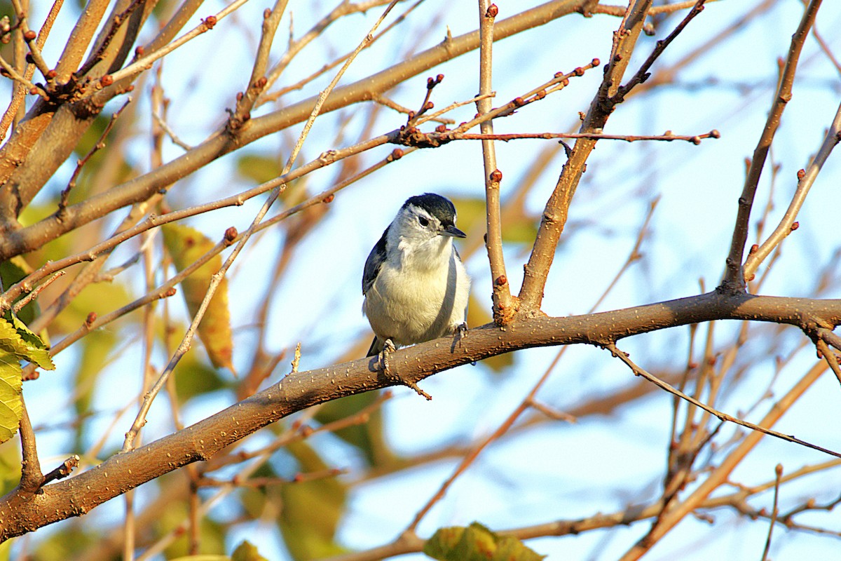 White-breasted Nuthatch - ML644881027