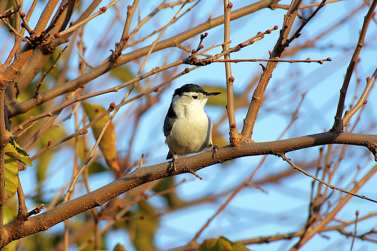 White-breasted Nuthatch - ML644881028