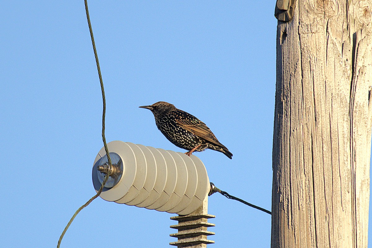 European Starling - ML644881034