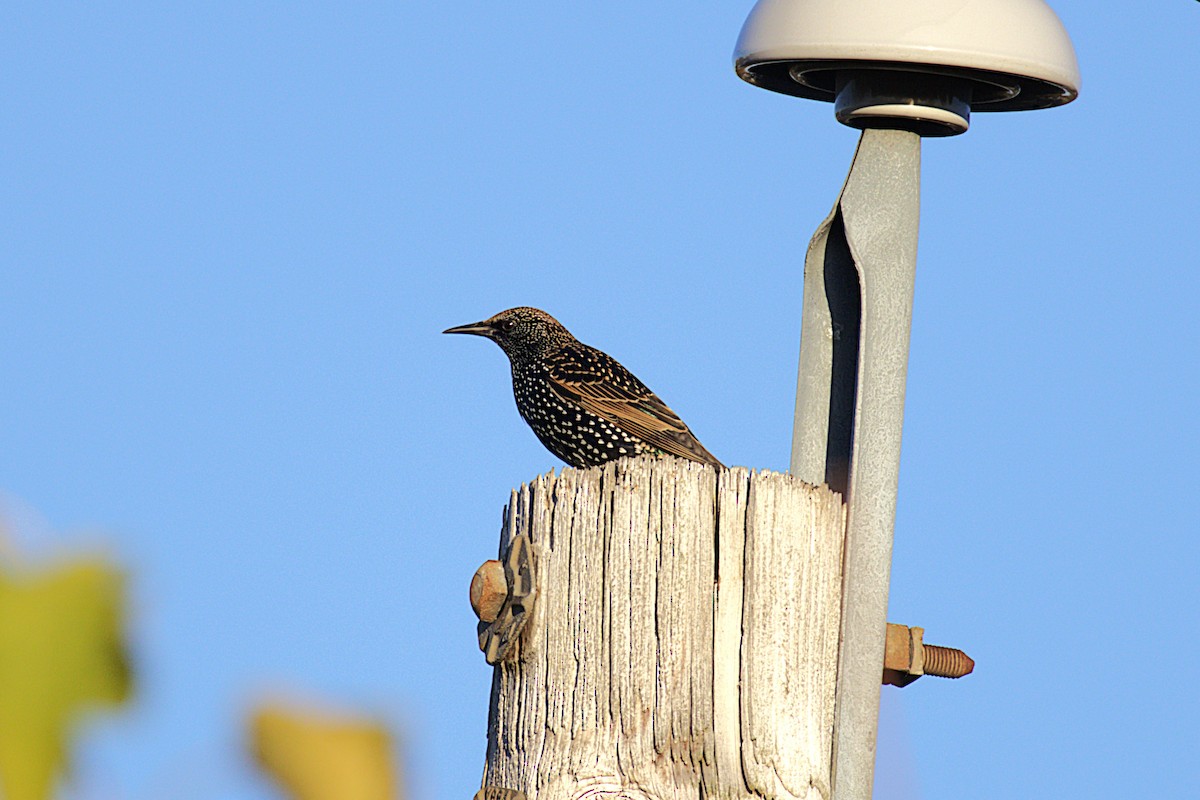 European Starling - ML644881035
