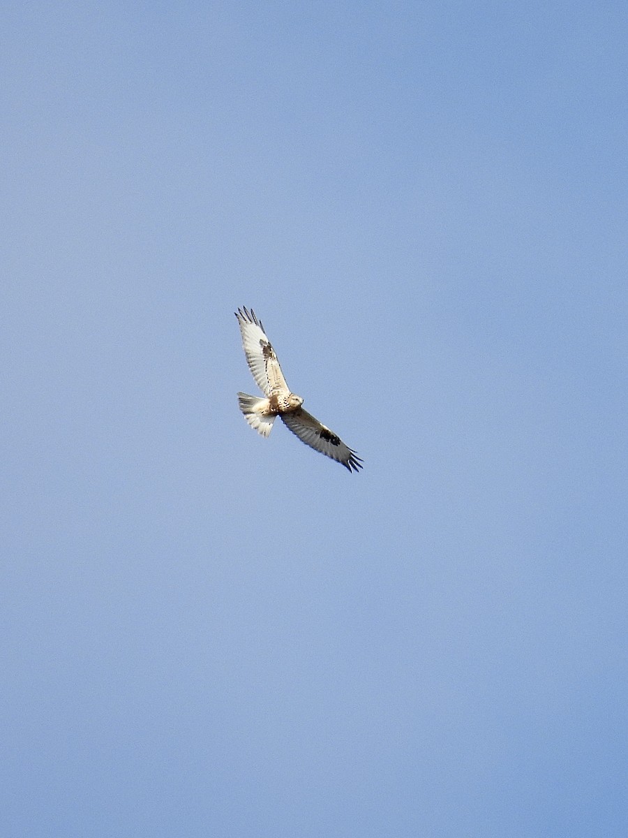 Rough-legged Hawk - ML644881041