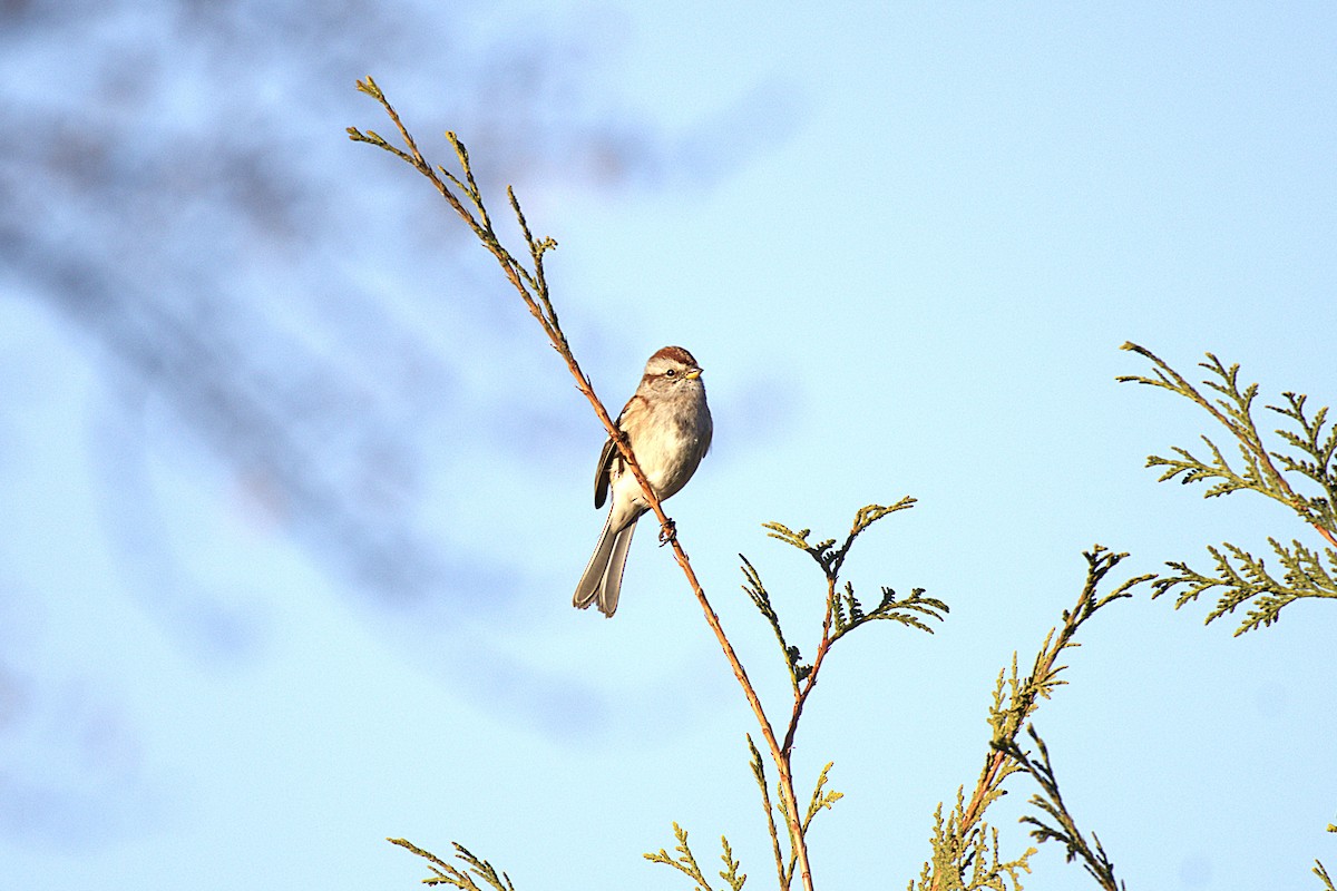 American Tree Sparrow - ML644881045