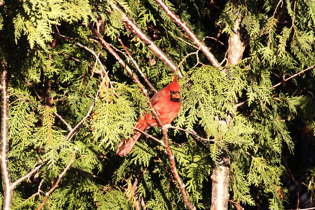 Northern Cardinal - ML644881052