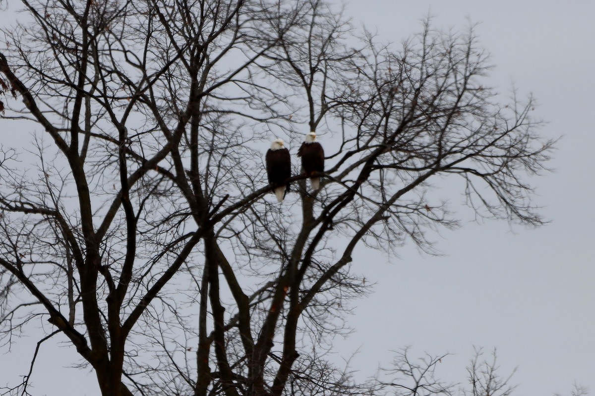 hvithodehavørn - ML644881057