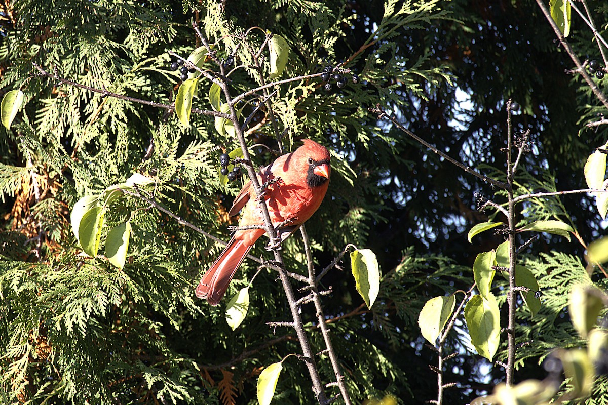 Northern Cardinal - ML644881059
