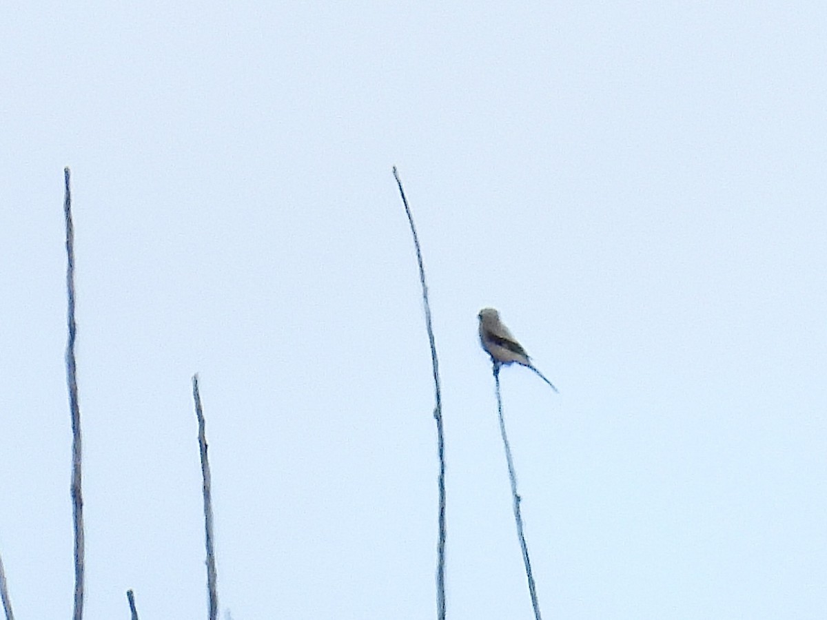 ťuhýk severní - ML644881061