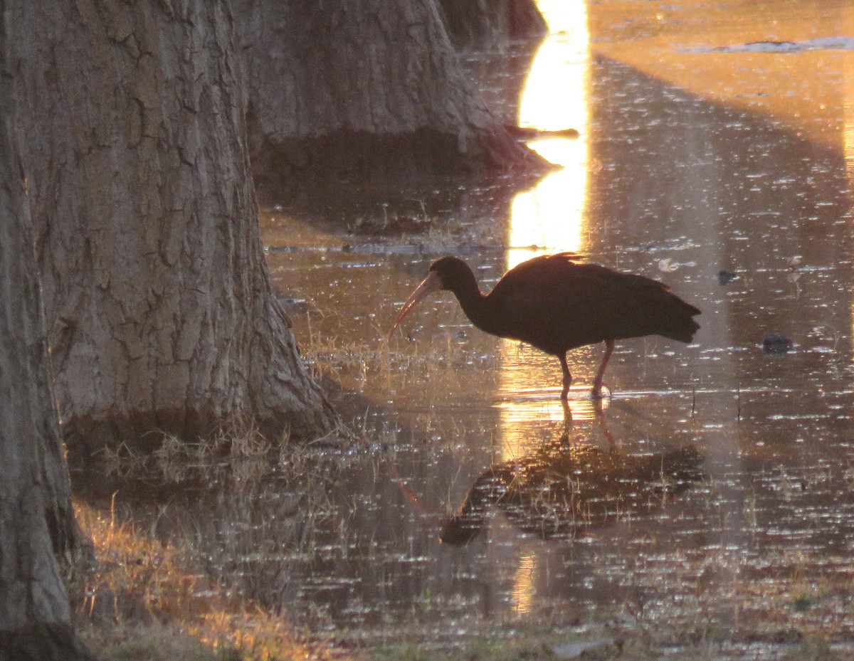 Bare-faced Ibis - ML644881063
