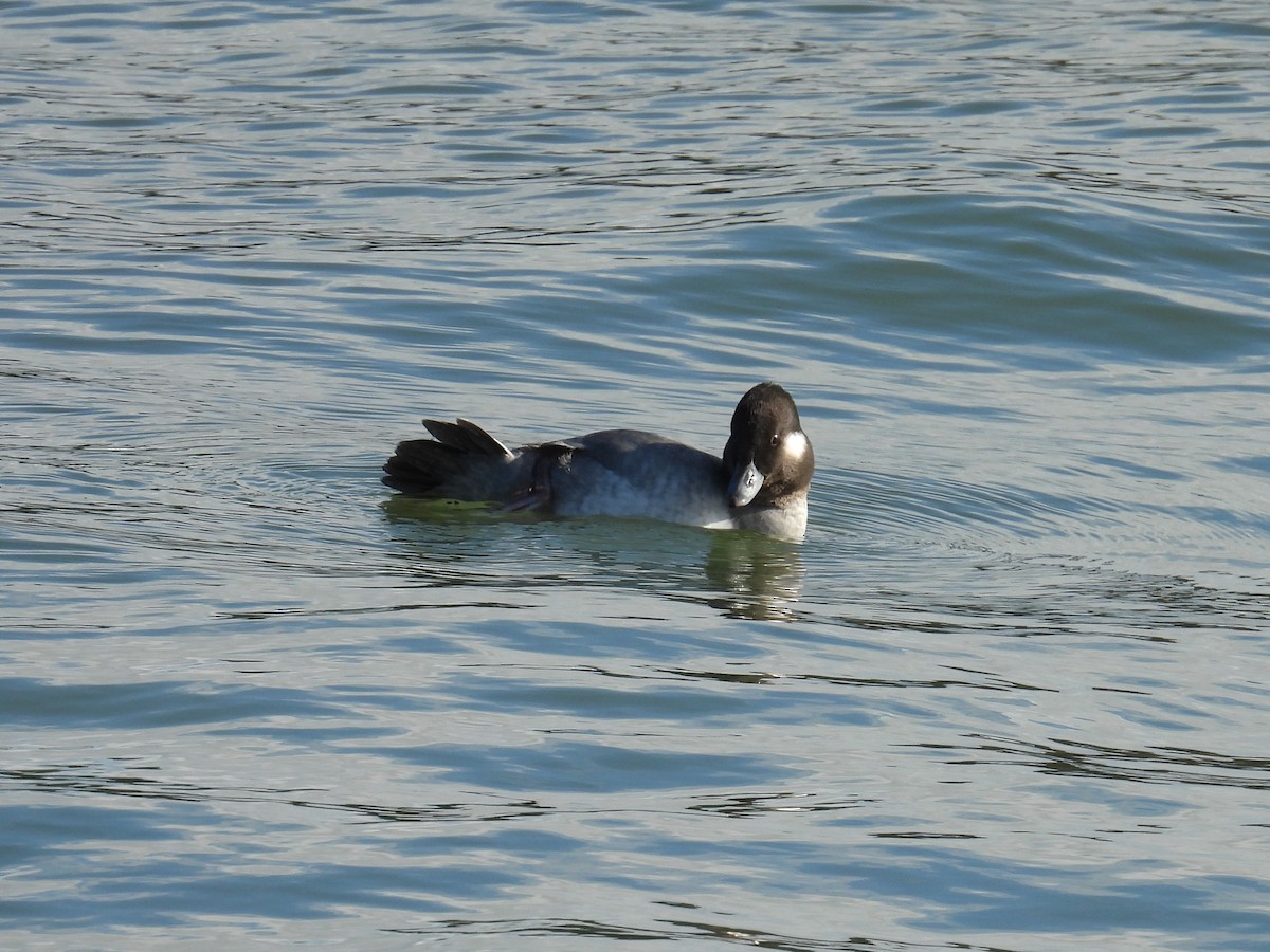 Bufflehead - ML644881064