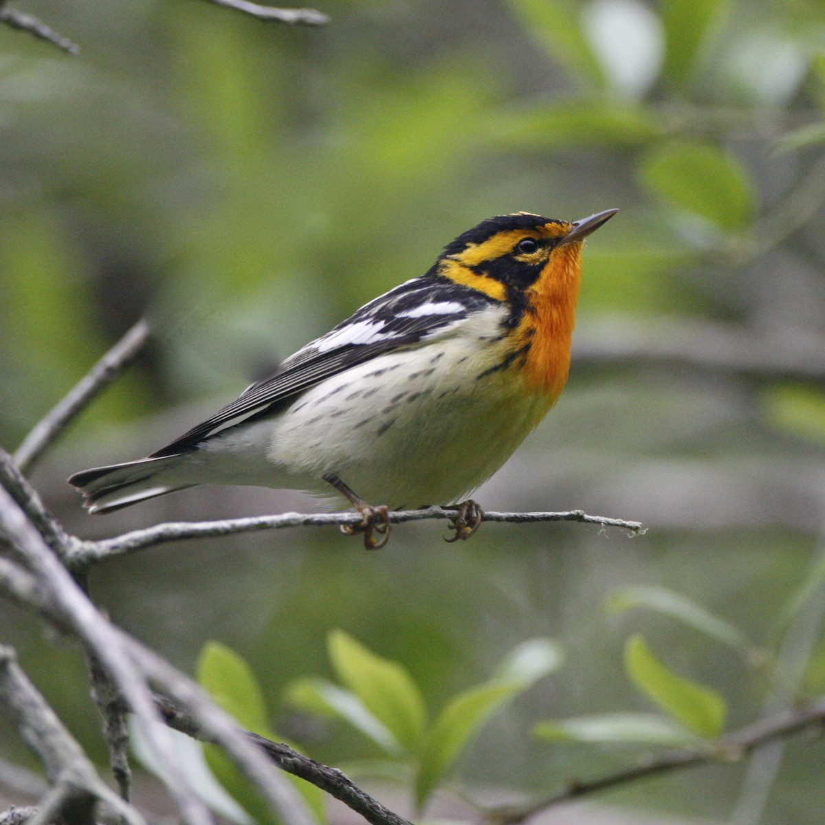 Blackburnian Warbler - ML644881067