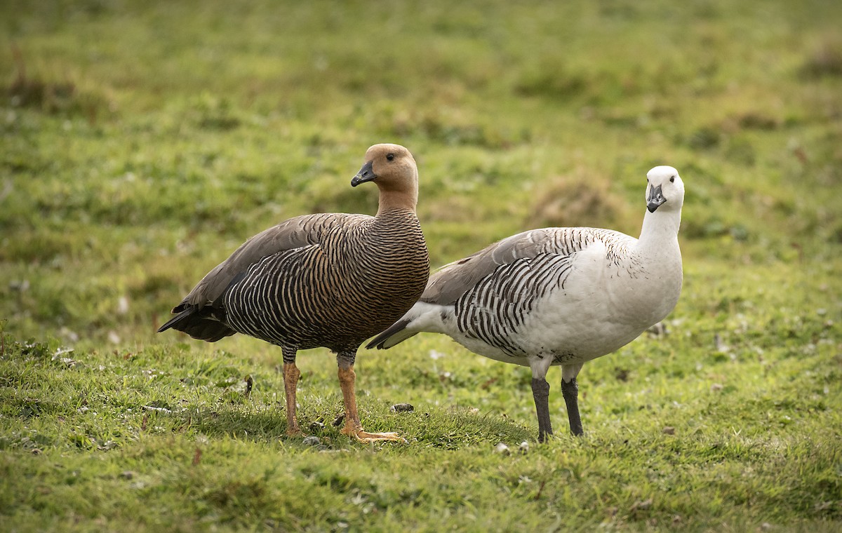 Upland Goose - ML644881117