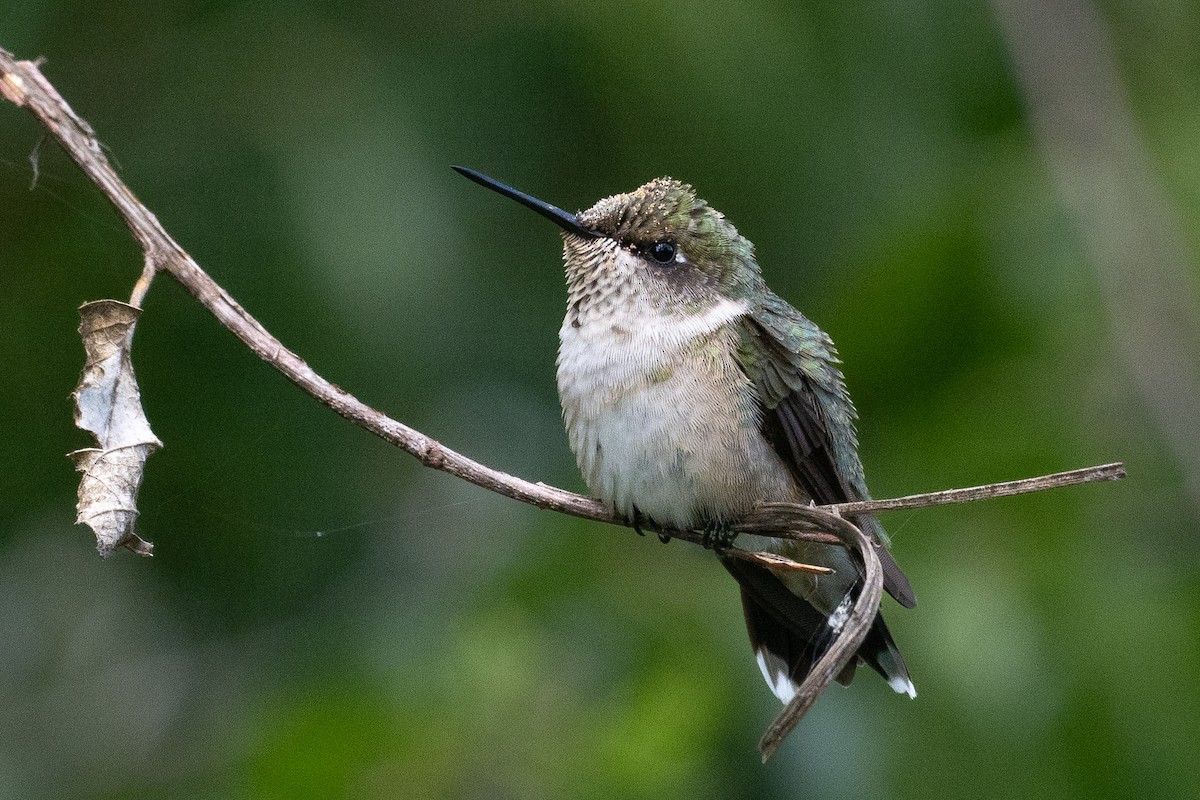 Ruby-throated Hummingbird - ML644881128