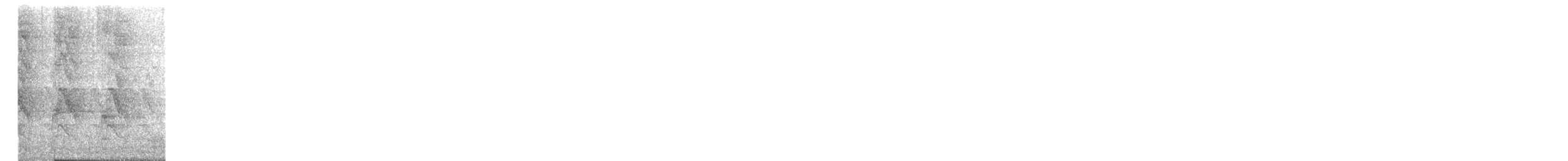 Cotorra de Kramer - ML644881155