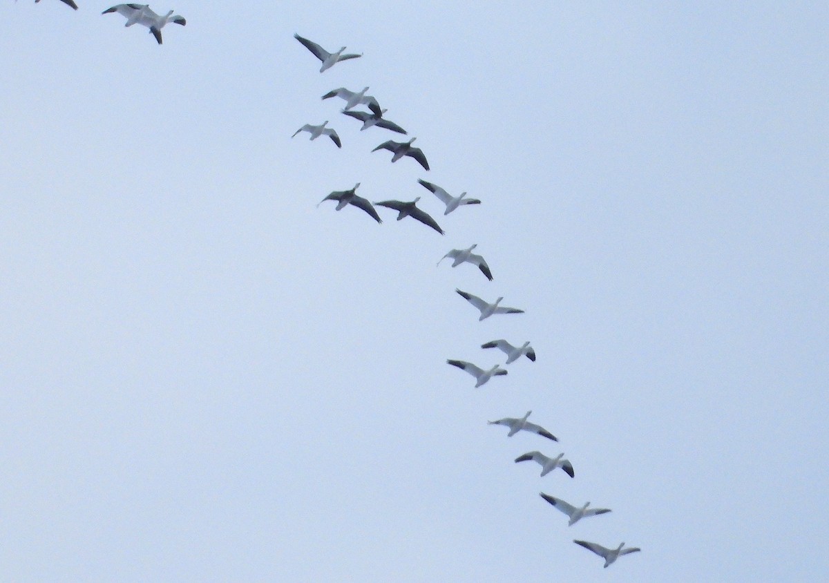 husa sněžní - ML644881158