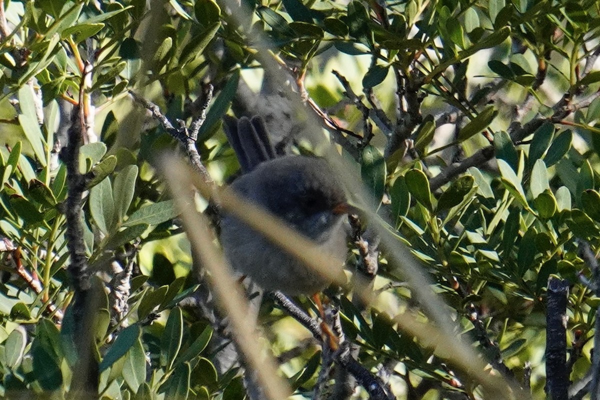 Balearic Warbler - ML644881162