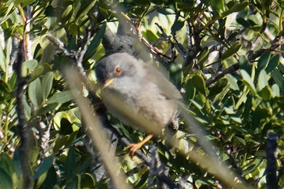 Balearic Warbler - ML644881163
