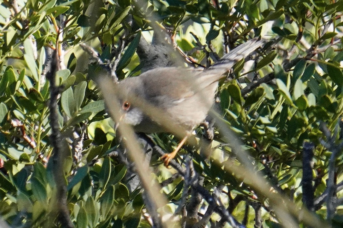 Balearic Warbler - ML644881164
