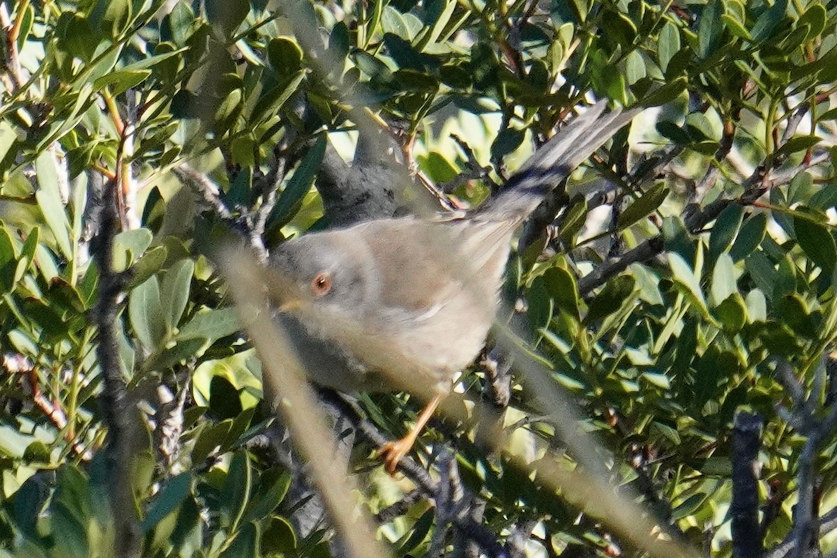 Balearic Warbler - ML644881165