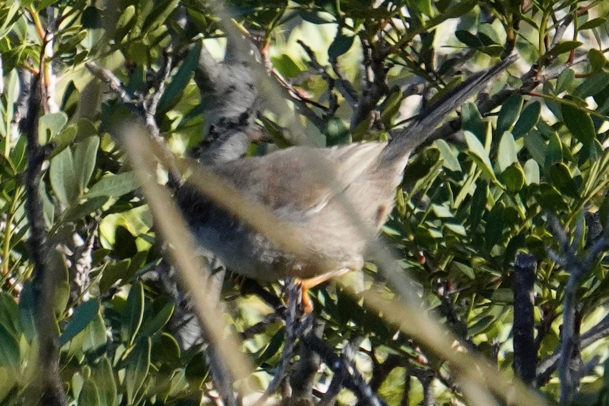Balearic Warbler - ML644881166