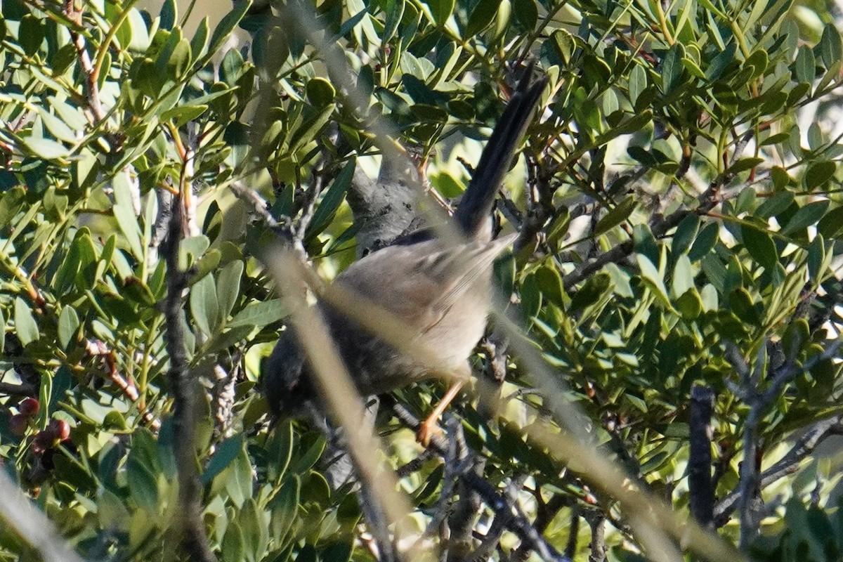 Balearic Warbler - ML644881167