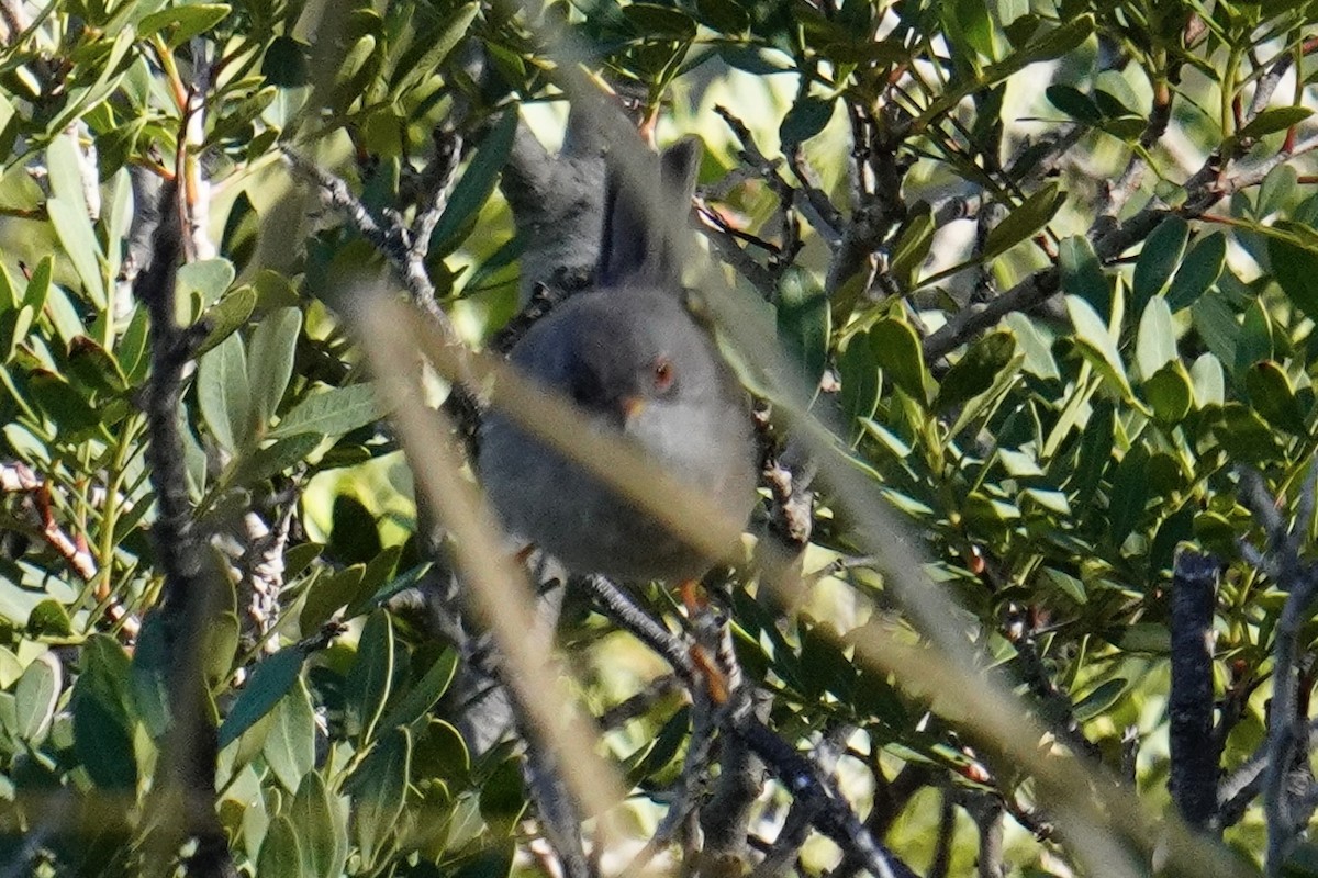 Balearic Warbler - ML644881168