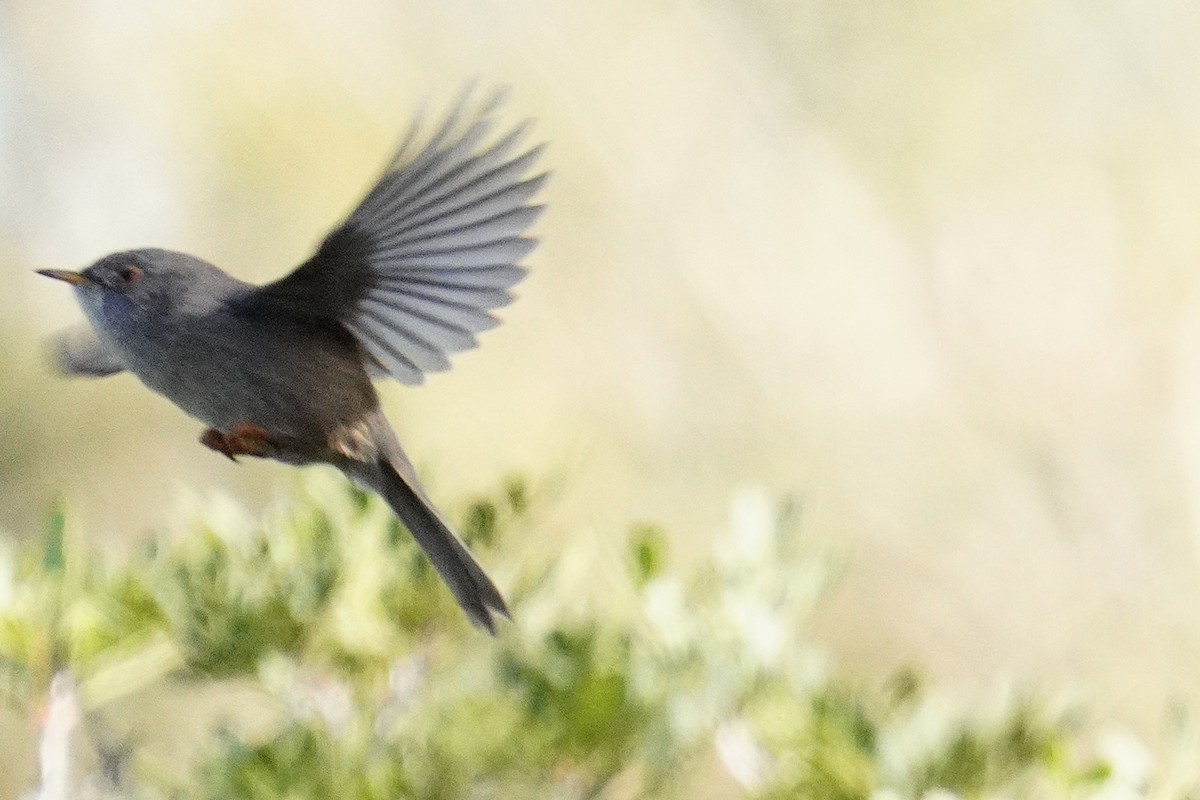 Balearic Warbler - ML644881169