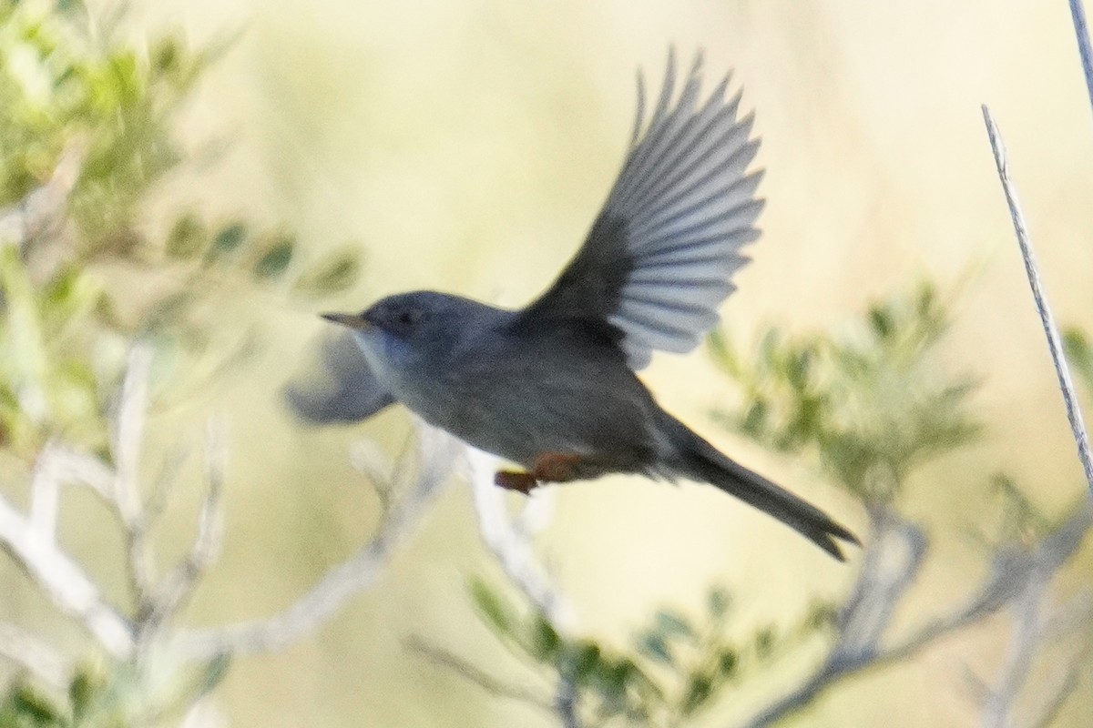 Balearic Warbler - ML644881171
