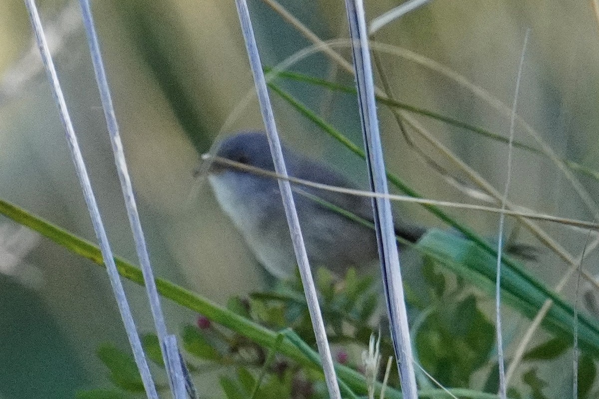 Balearic Warbler - ML644881172