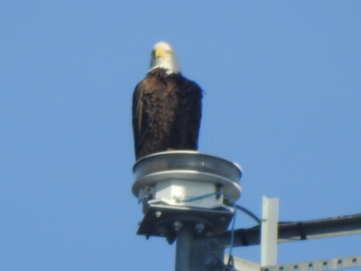 hvithodehavørn - ML644881204