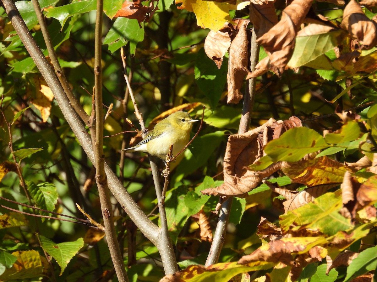 Tennessee Warbler - ML644881223