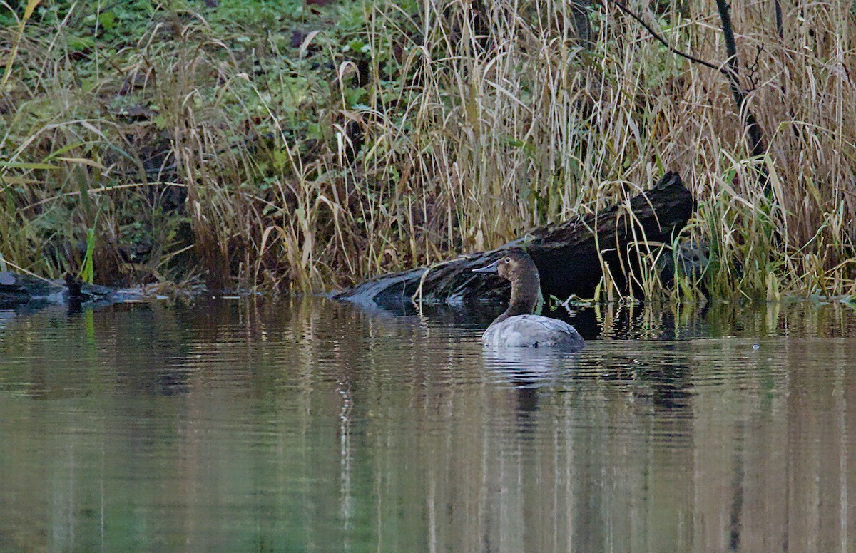 Büyük Elmabaş - ML644881224