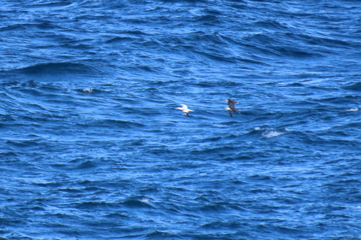 Alcatraz Atlántico - ML644881231