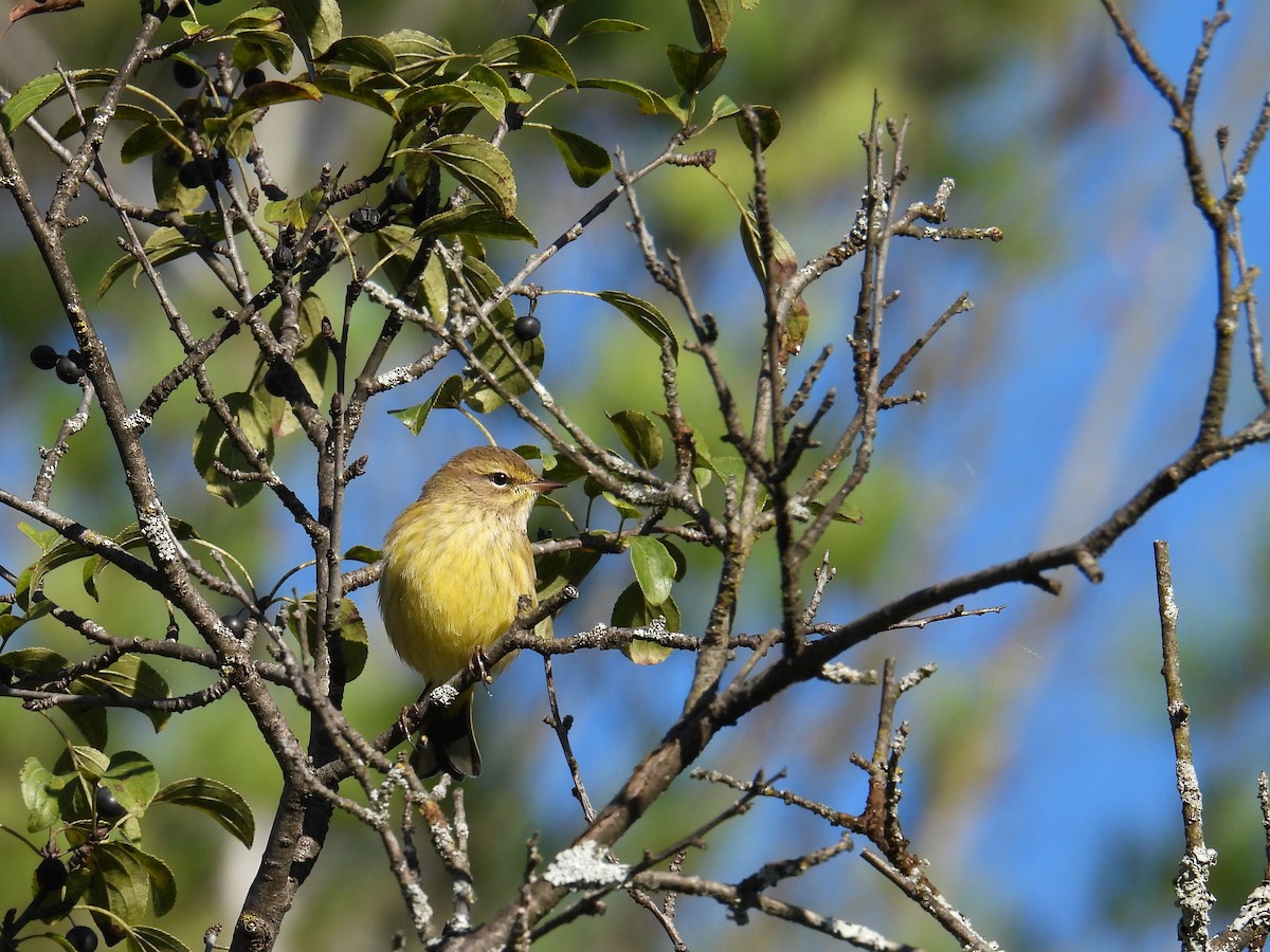 Palm Warbler - ML644881236